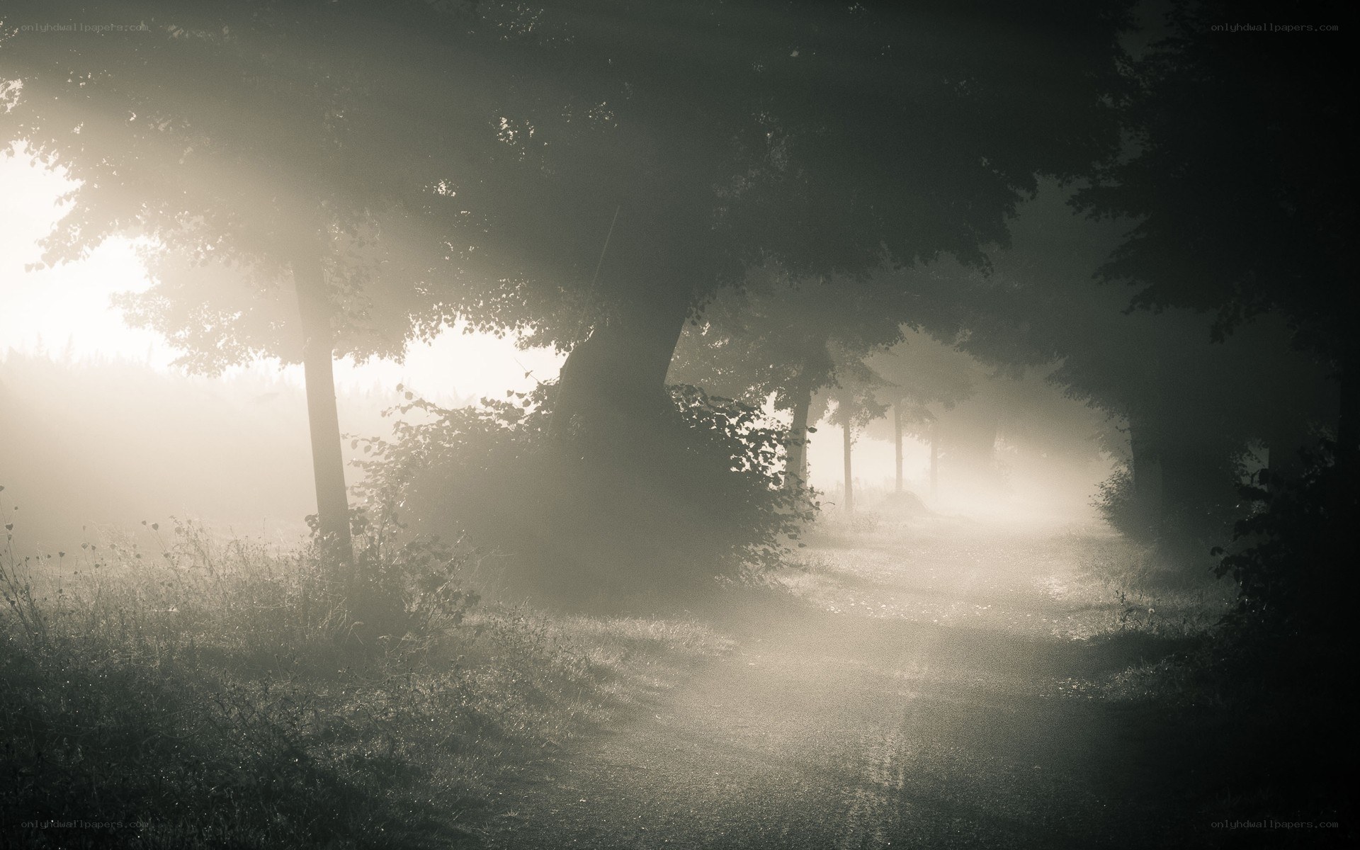 Sunlight through misty trees