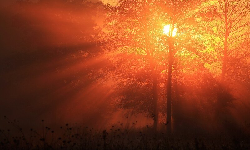 Sunlight through misty trees