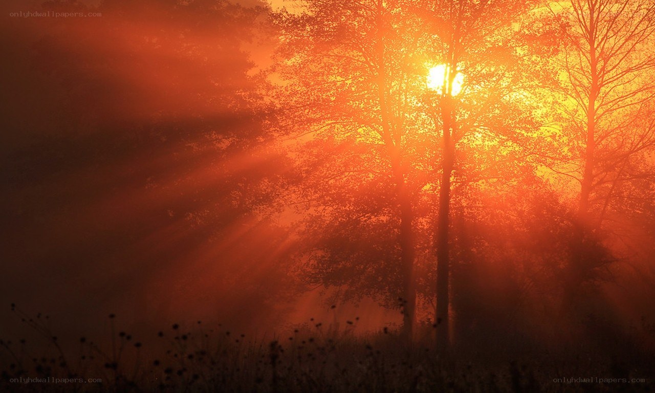 Sunlight through misty trees