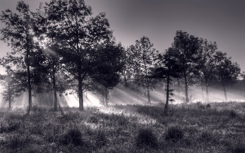 Sunlight through misty trees