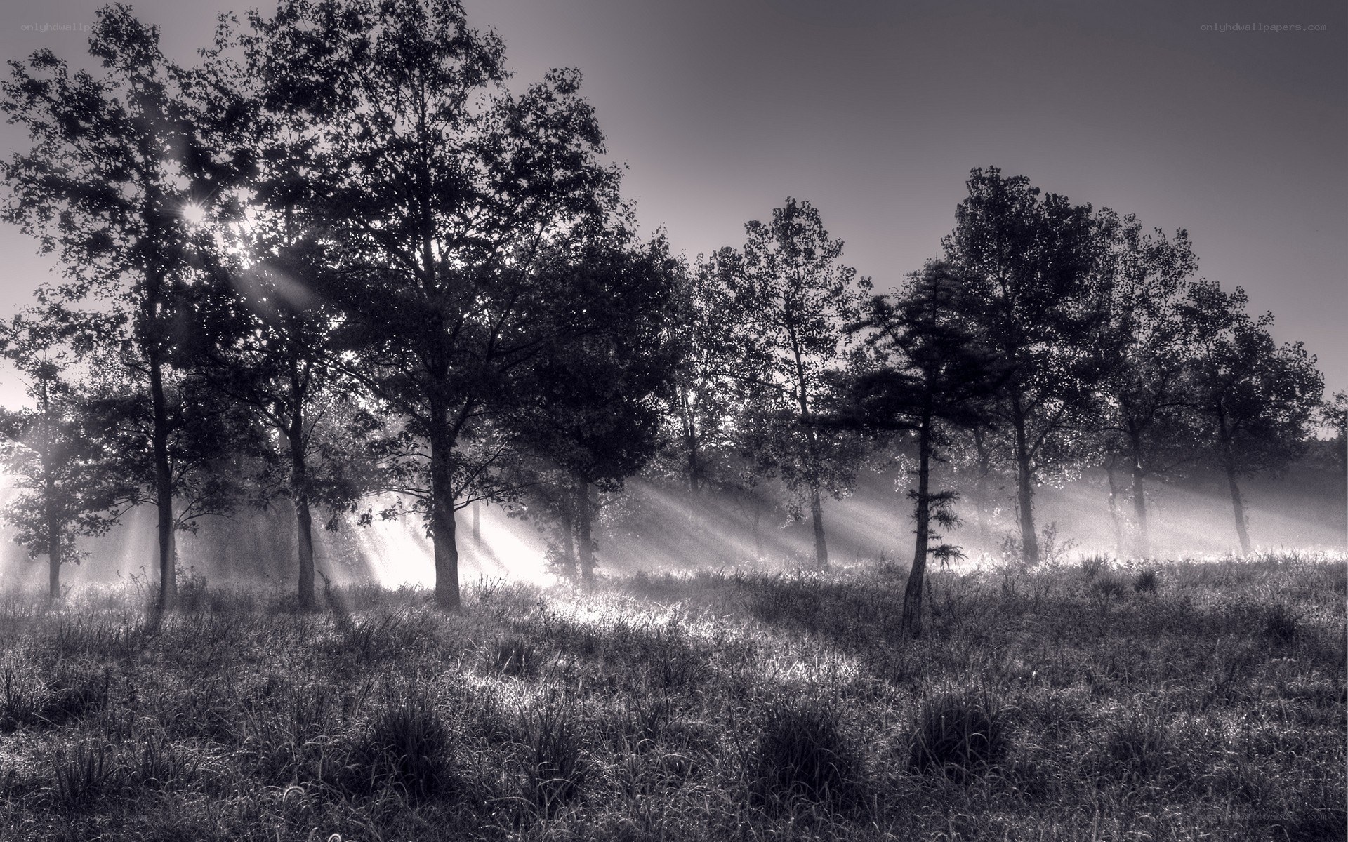 Sunlight through misty trees