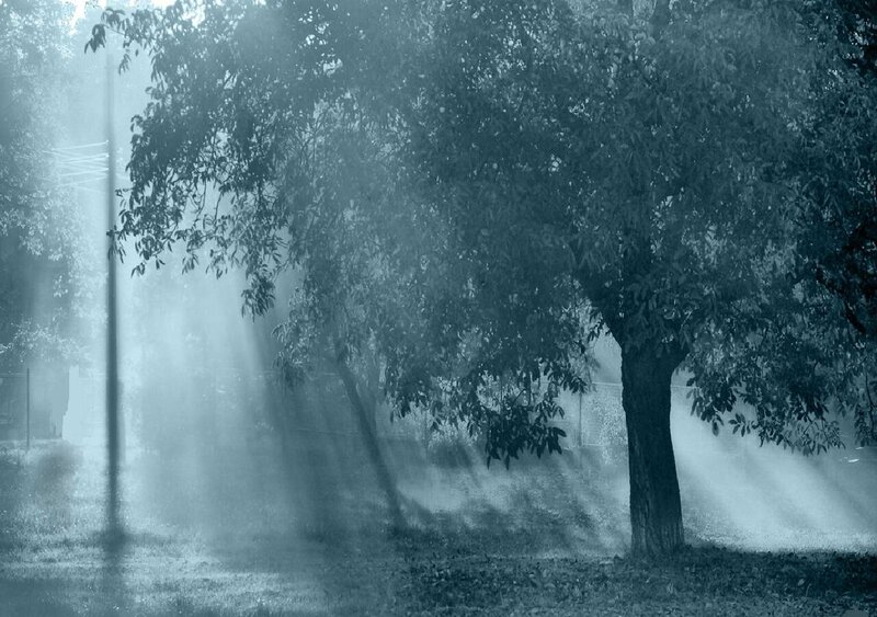 Sunlight through misty trees