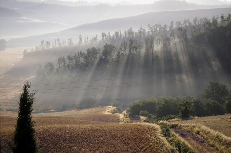Sunlight Through Misty Trees — Brown, Serene, Morning, Photograph, Hills, Fog