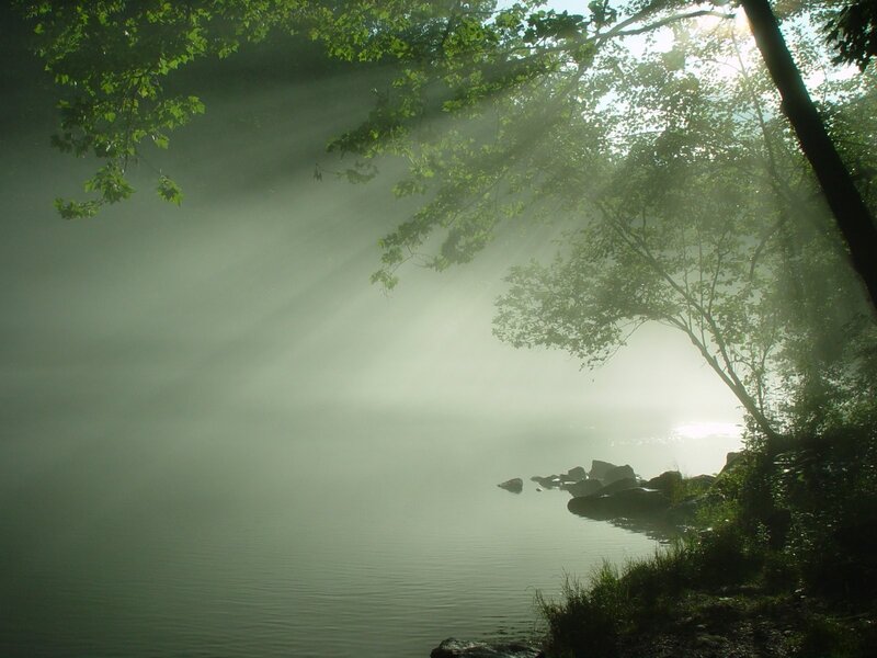 Sunlight Through Misty Trees — Green