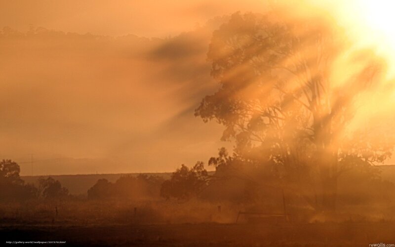Sunlight through misty trees