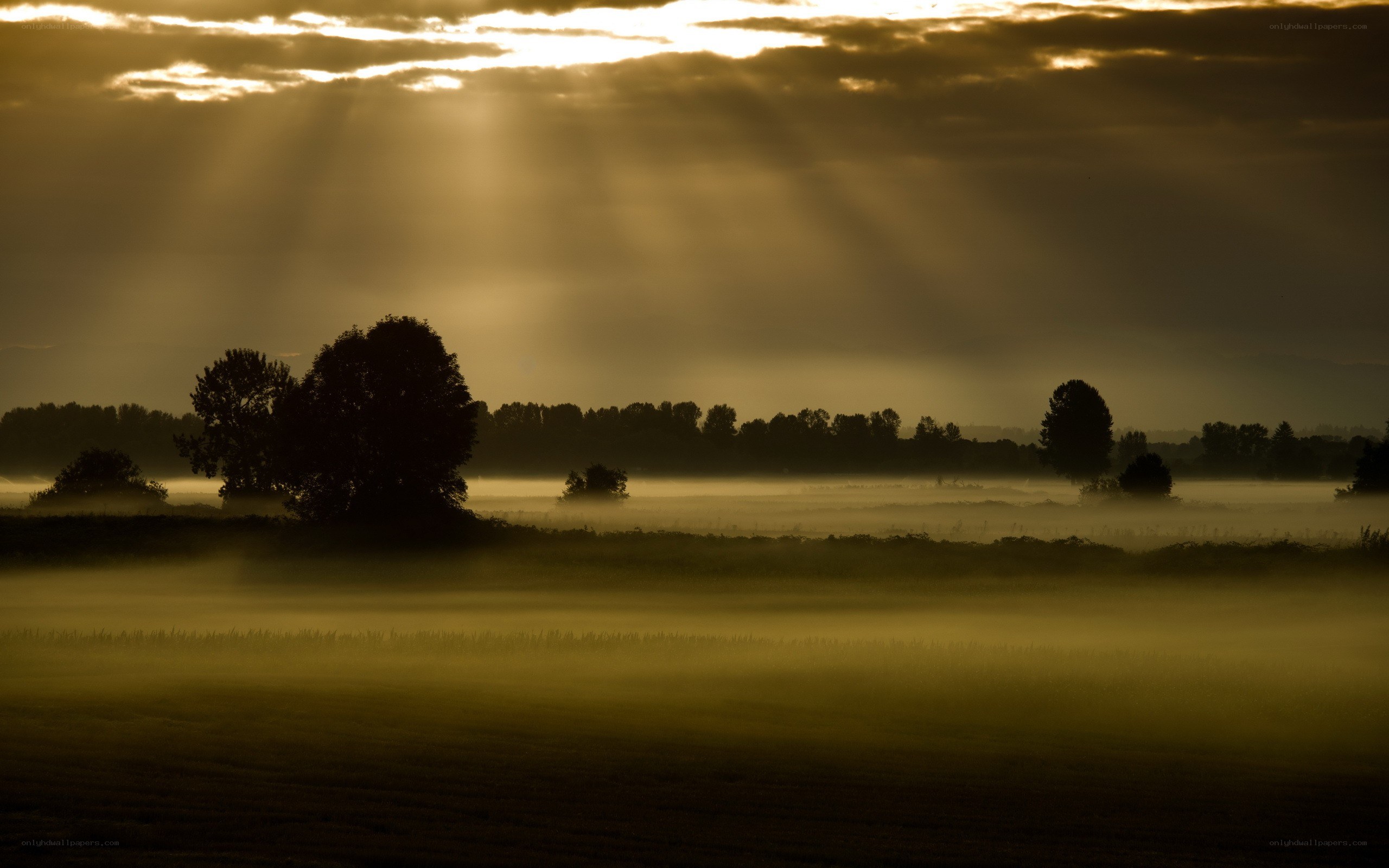 Sunlight through morning mist