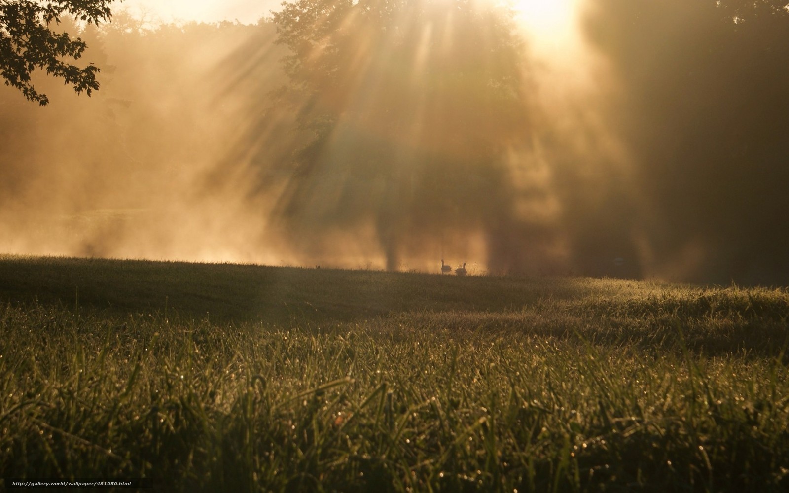 Sunlight through morning mist