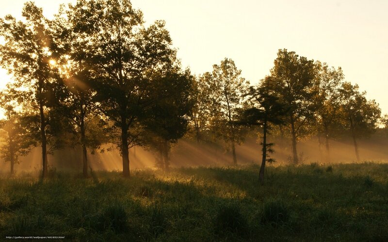 Sunlight through morning mist