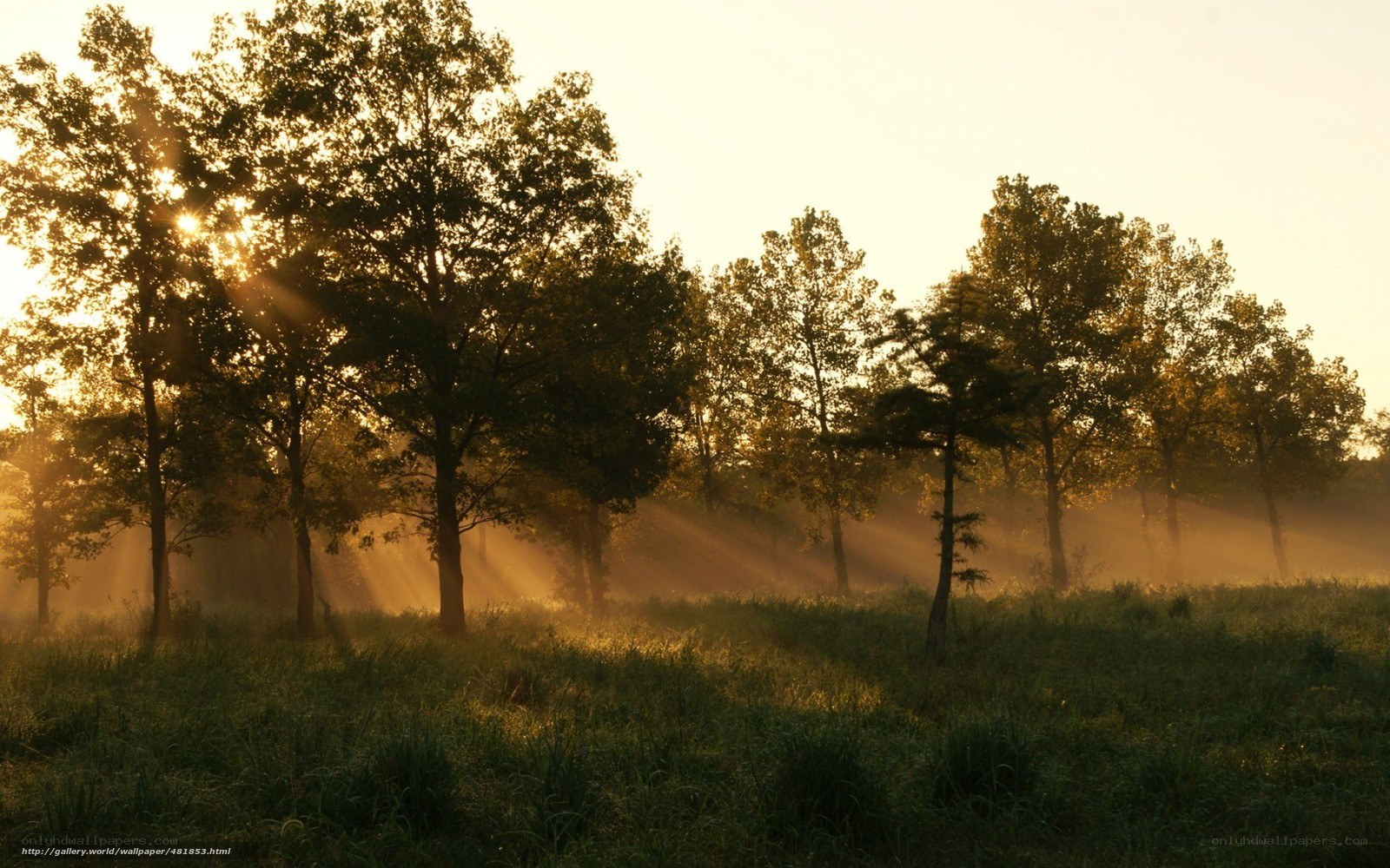 Sunlight through morning mist