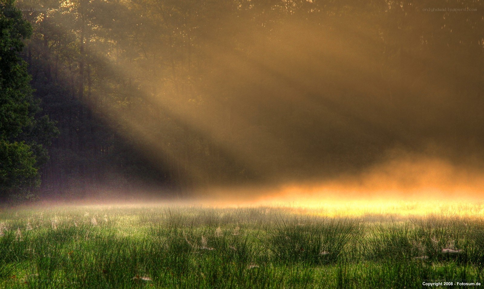Sunlight through morning mist
