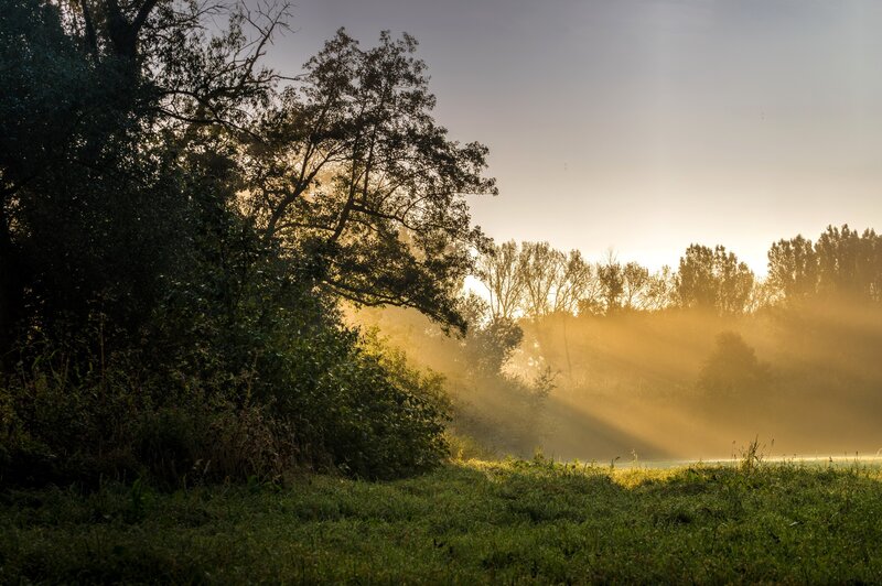 Sunlight Through Morning Mist — Green