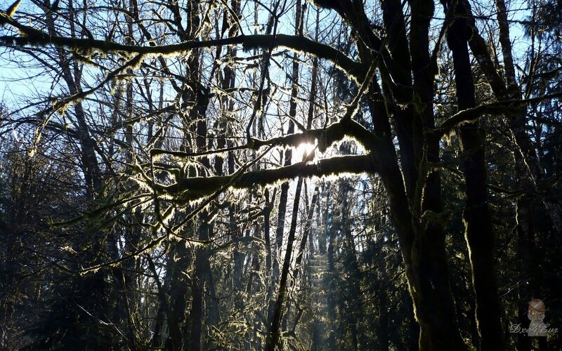 Sunlight through mossy forest