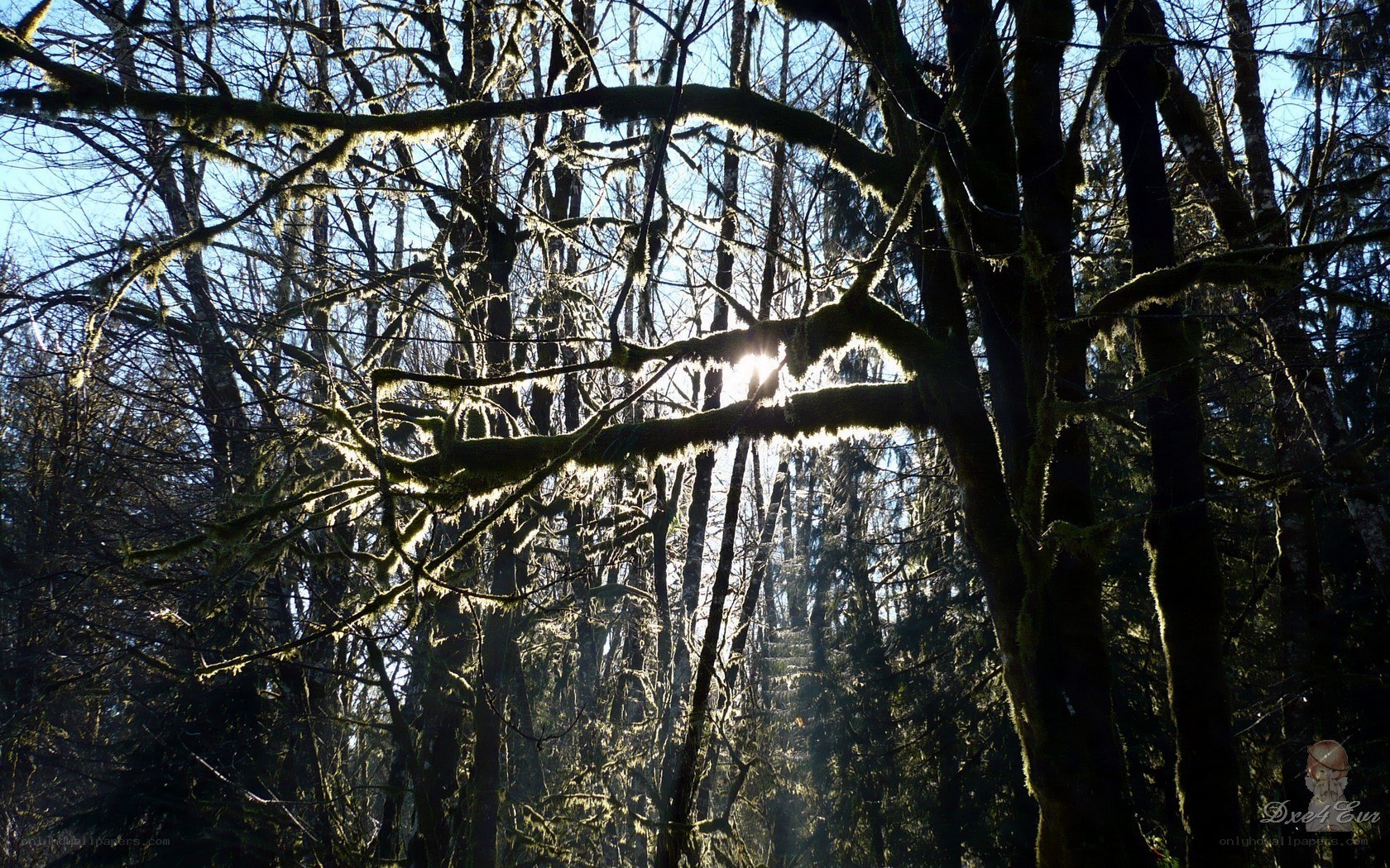 Sunlight through mossy forest
