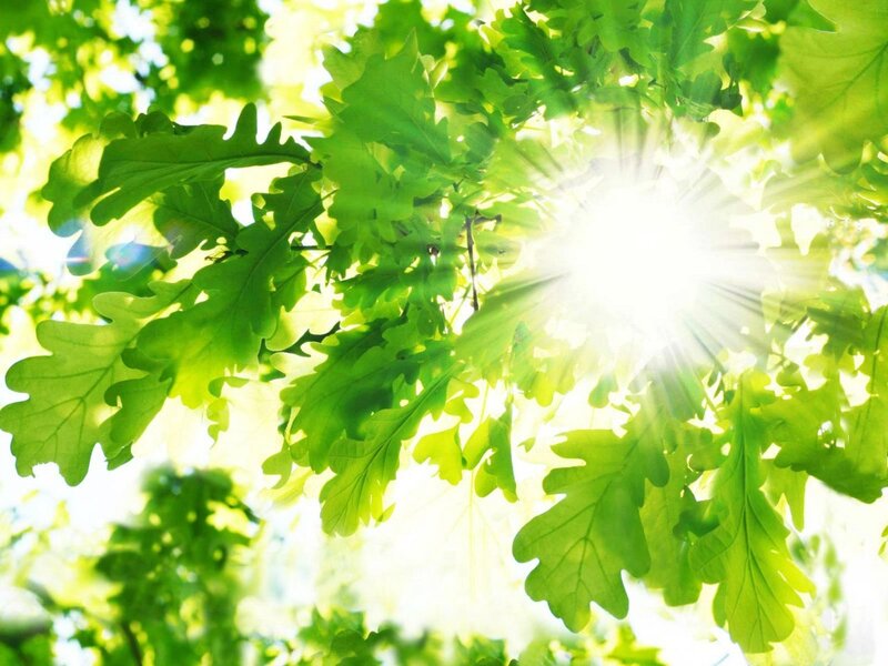 Sunlight Through Oak Leaves