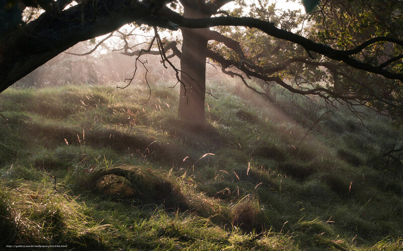 Sunlight Through Oak Tree