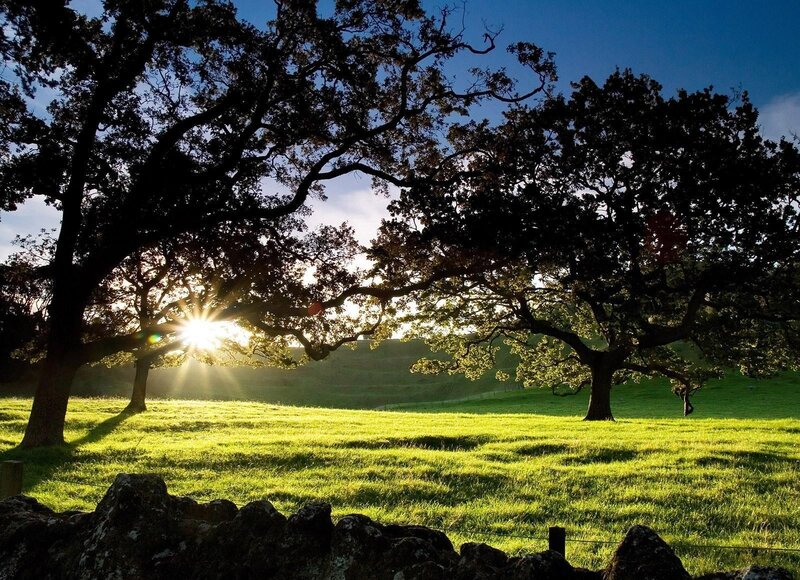 Sunlight Through Oak Trees