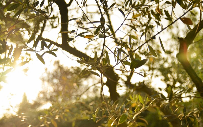 sunlight through olive branches