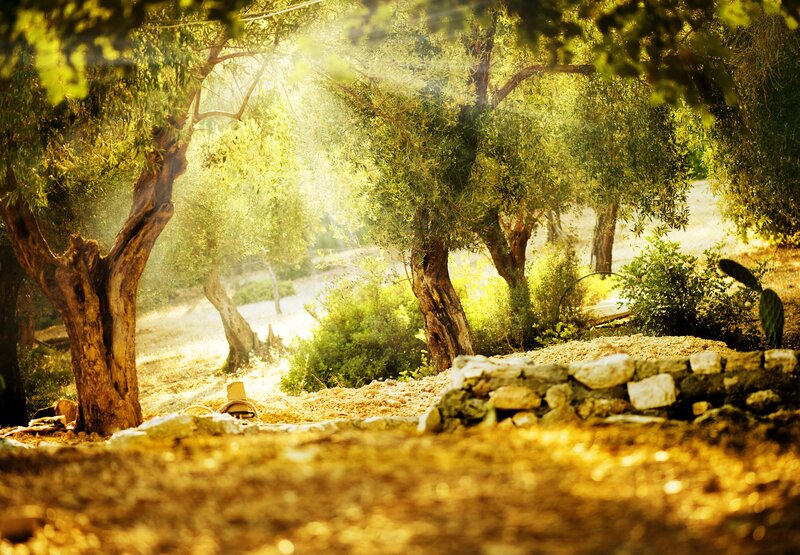 Sunlight through olive grove