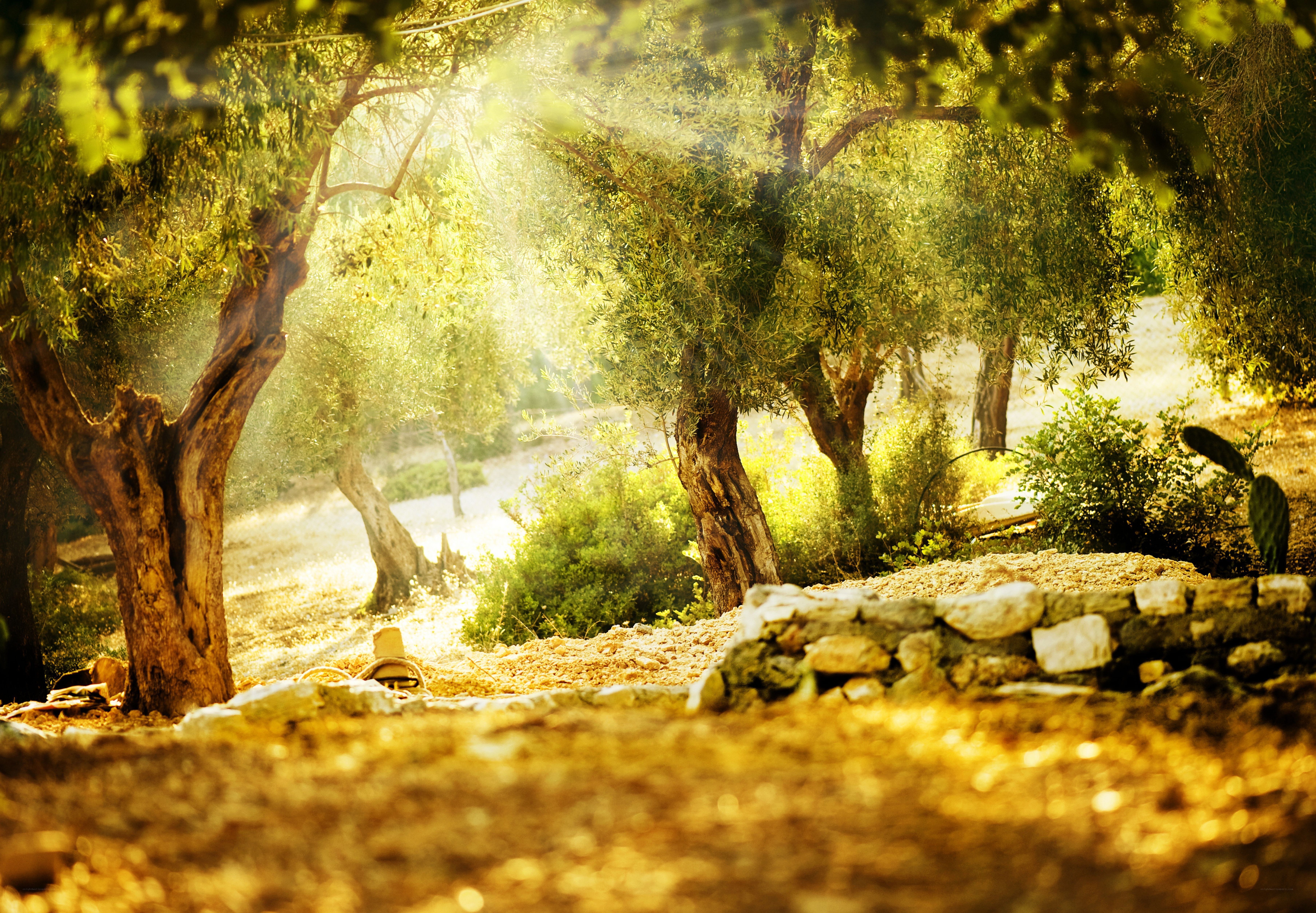 Sunlight through olive grove