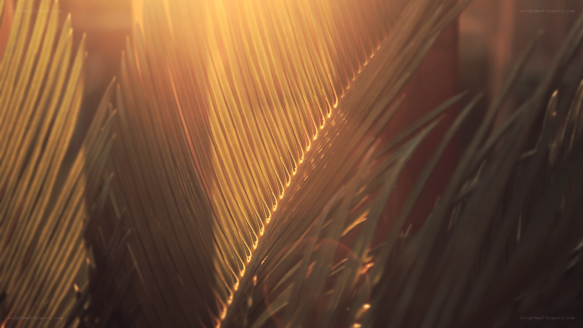 Sunlight through palm fronds