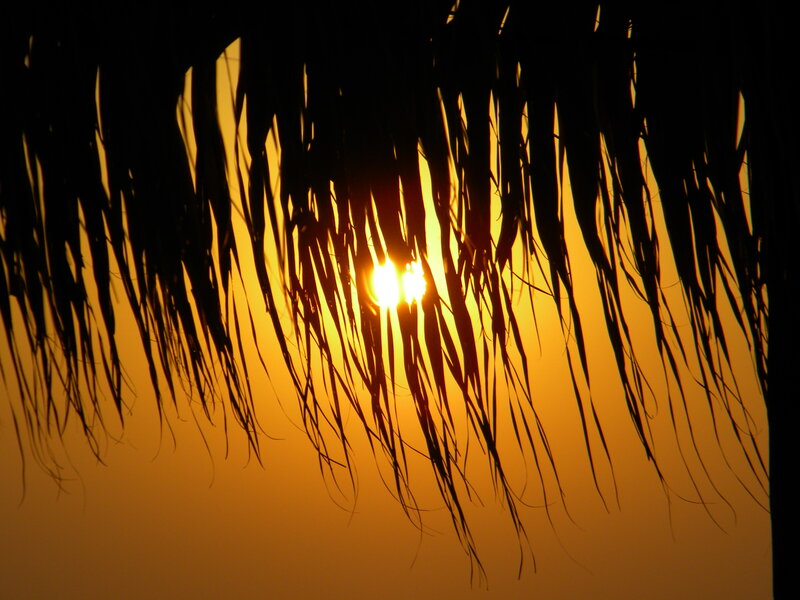 Sunlight Through Palm Fronds — Orange