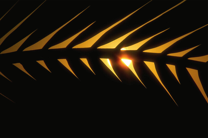 Sunlight through palm fronds