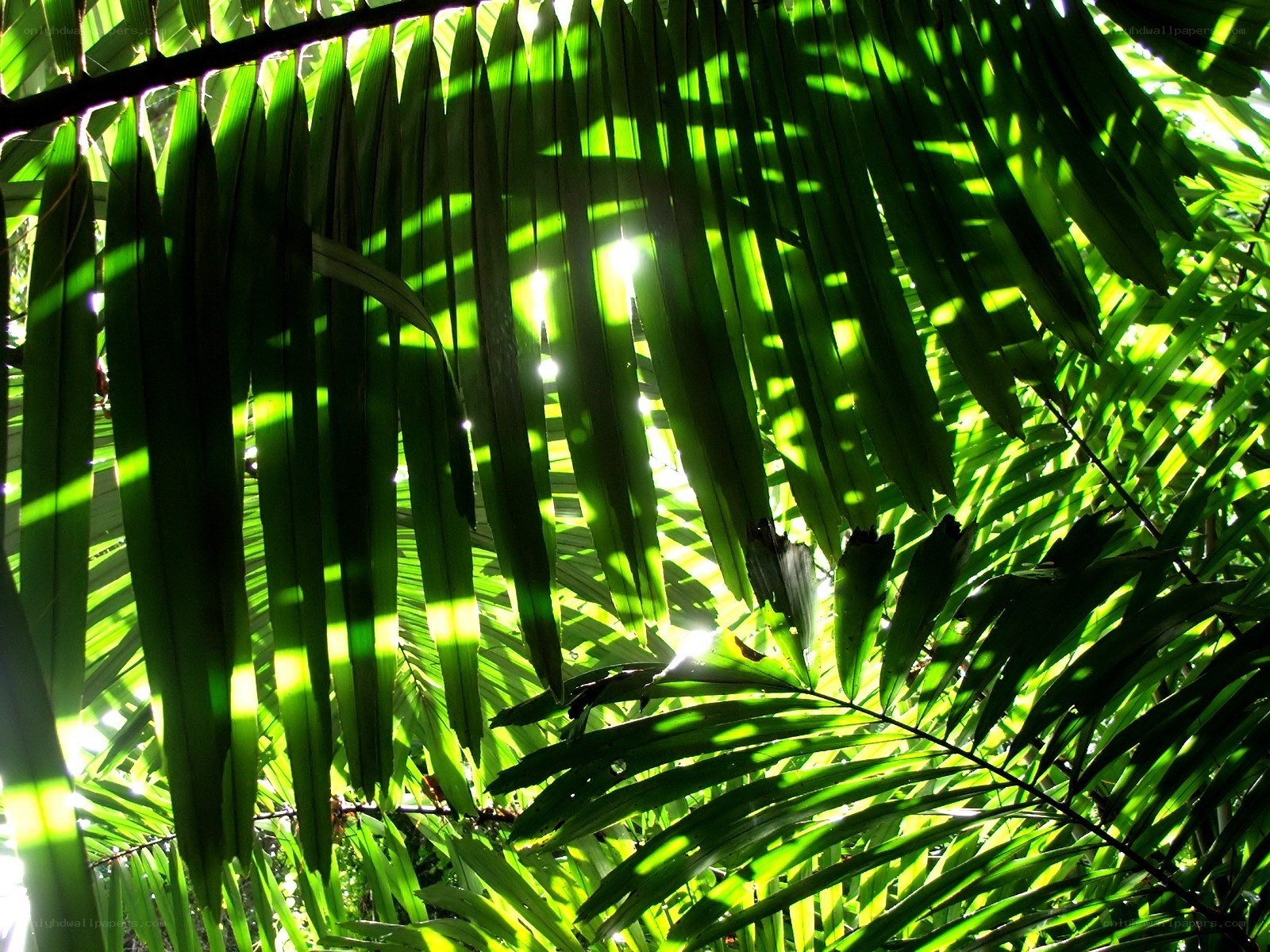 Sunlight through palm leaves