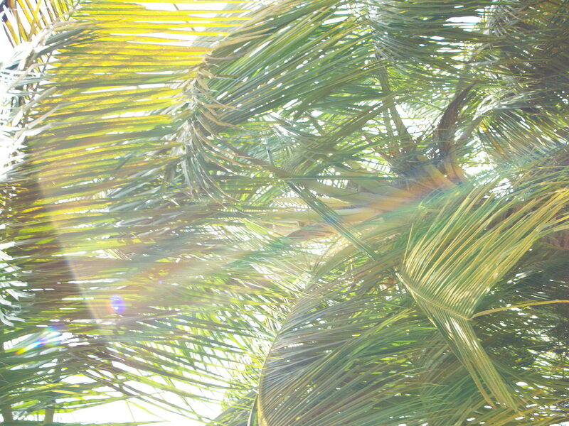 Sunlight through palm leaves
