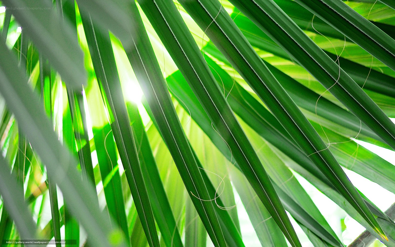 Sunlight through palm leaves