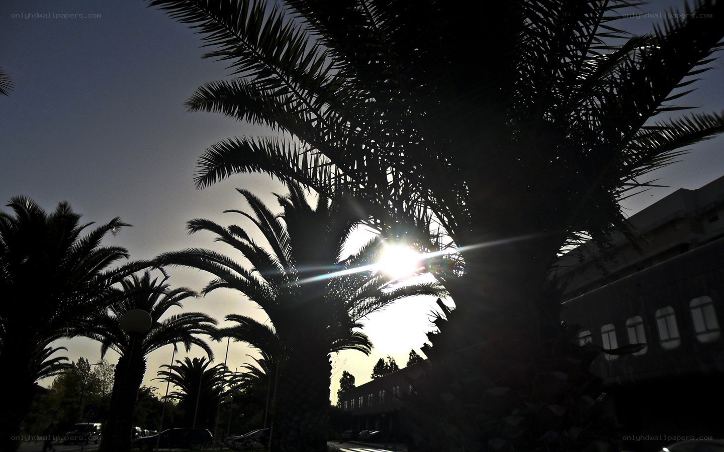 Sunlight through palm trees