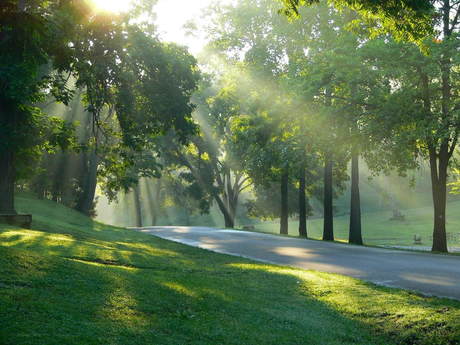 Sunlight through park trees