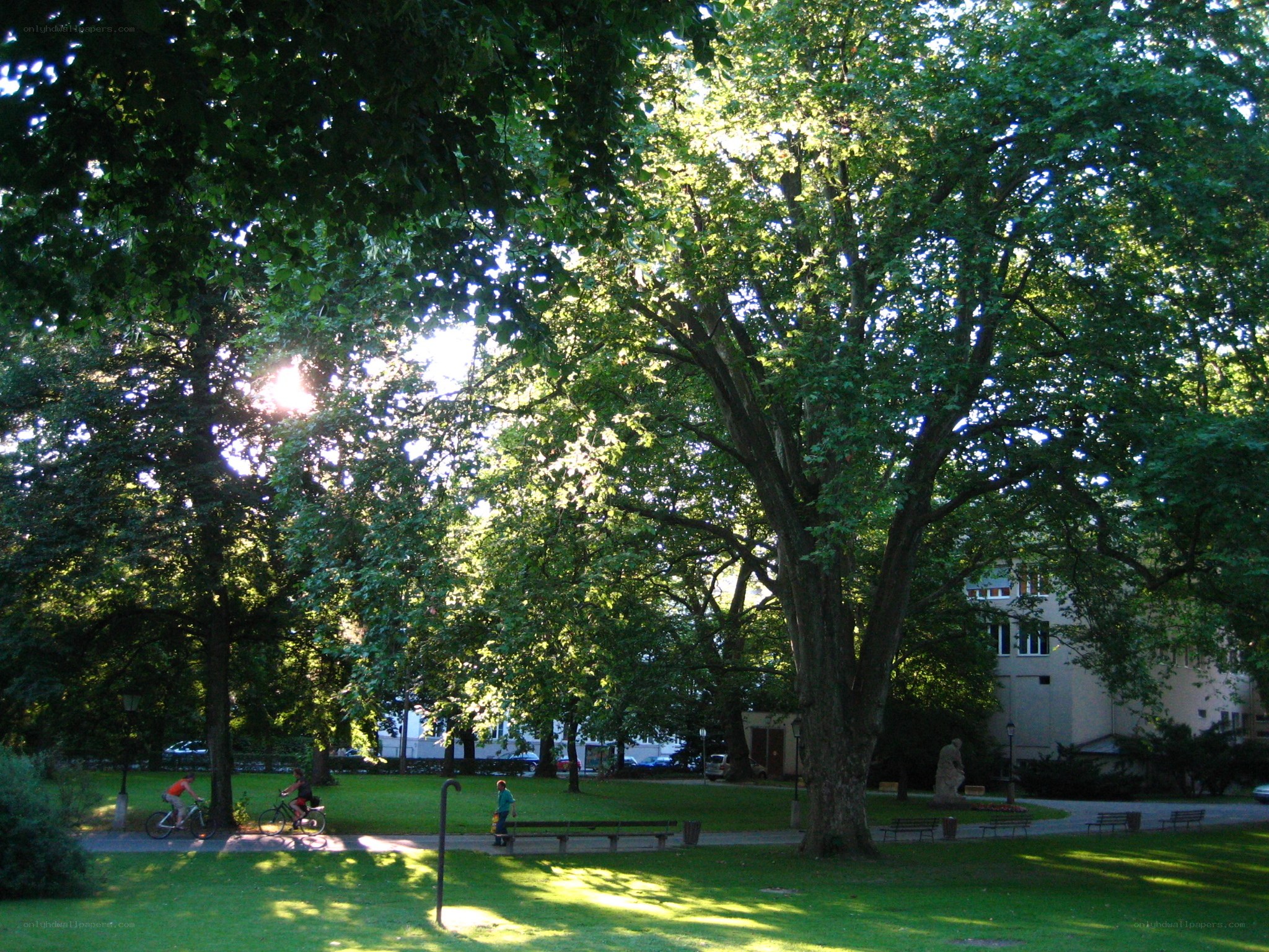 Sunlight through park trees