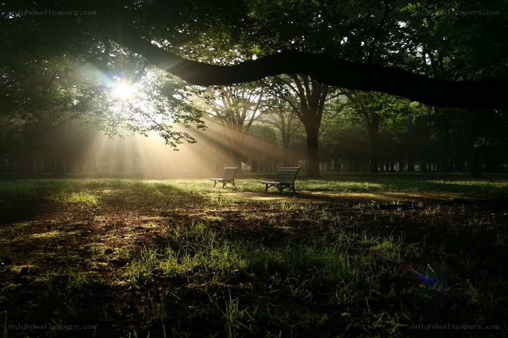 Sunlight through park trees
