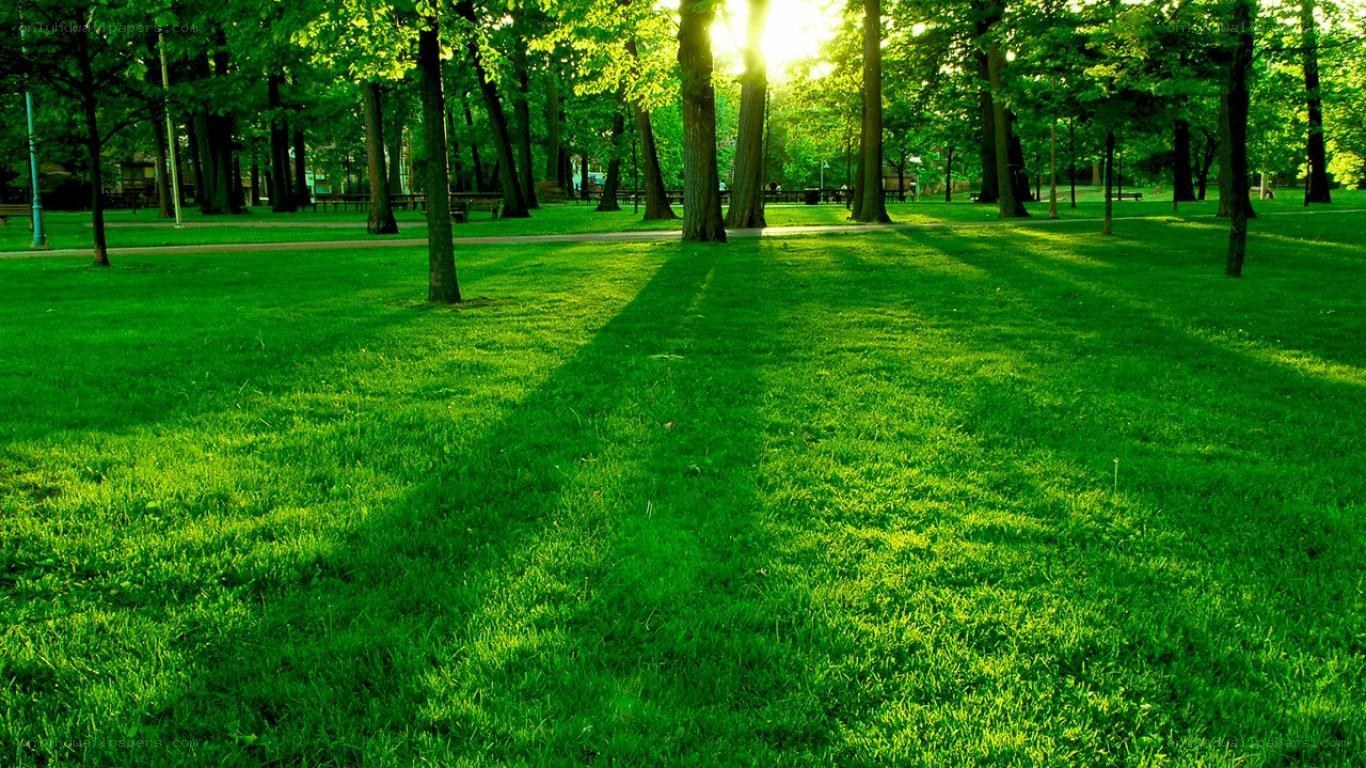 Sunlight through park trees