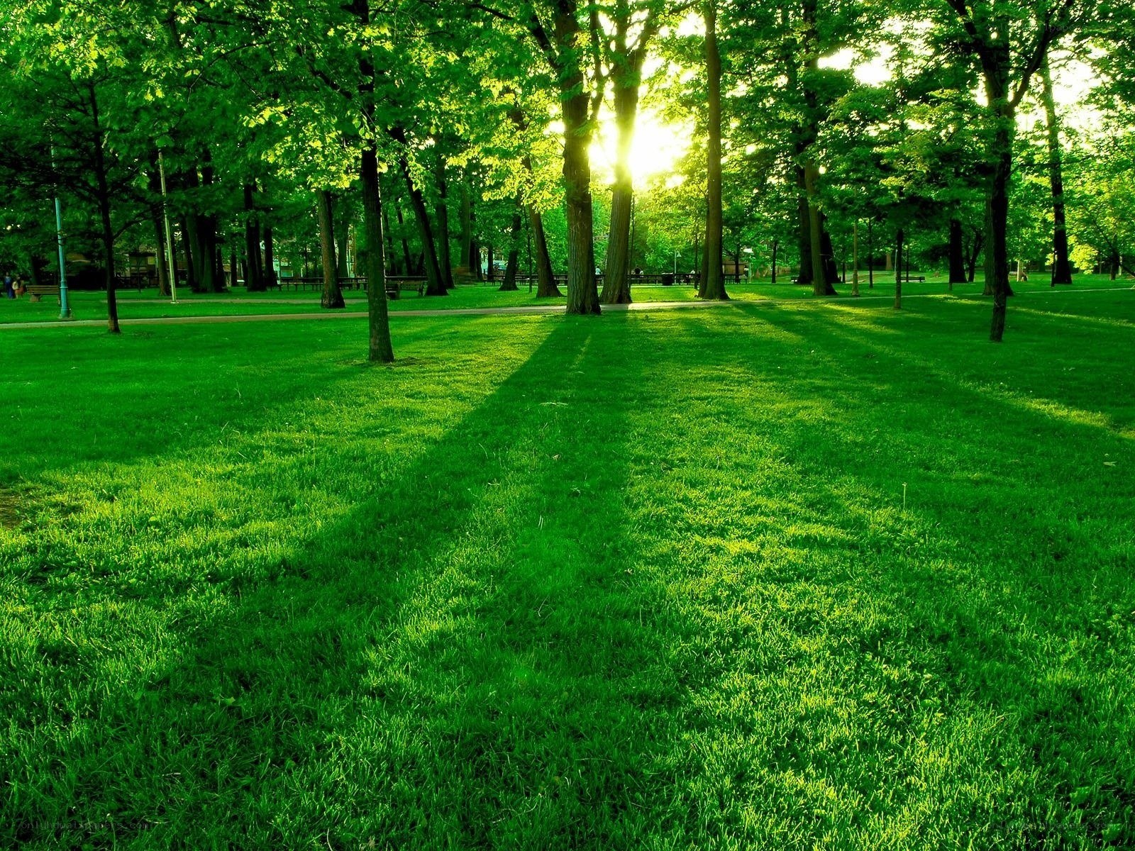 Sunlight through park trees