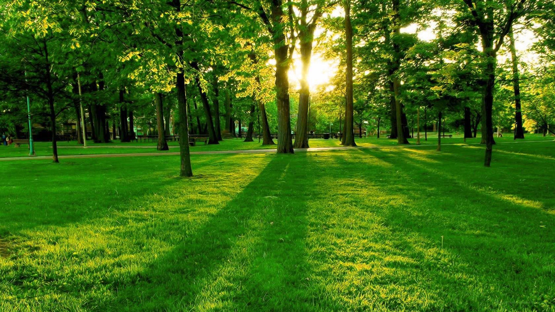 Sunlight through park trees