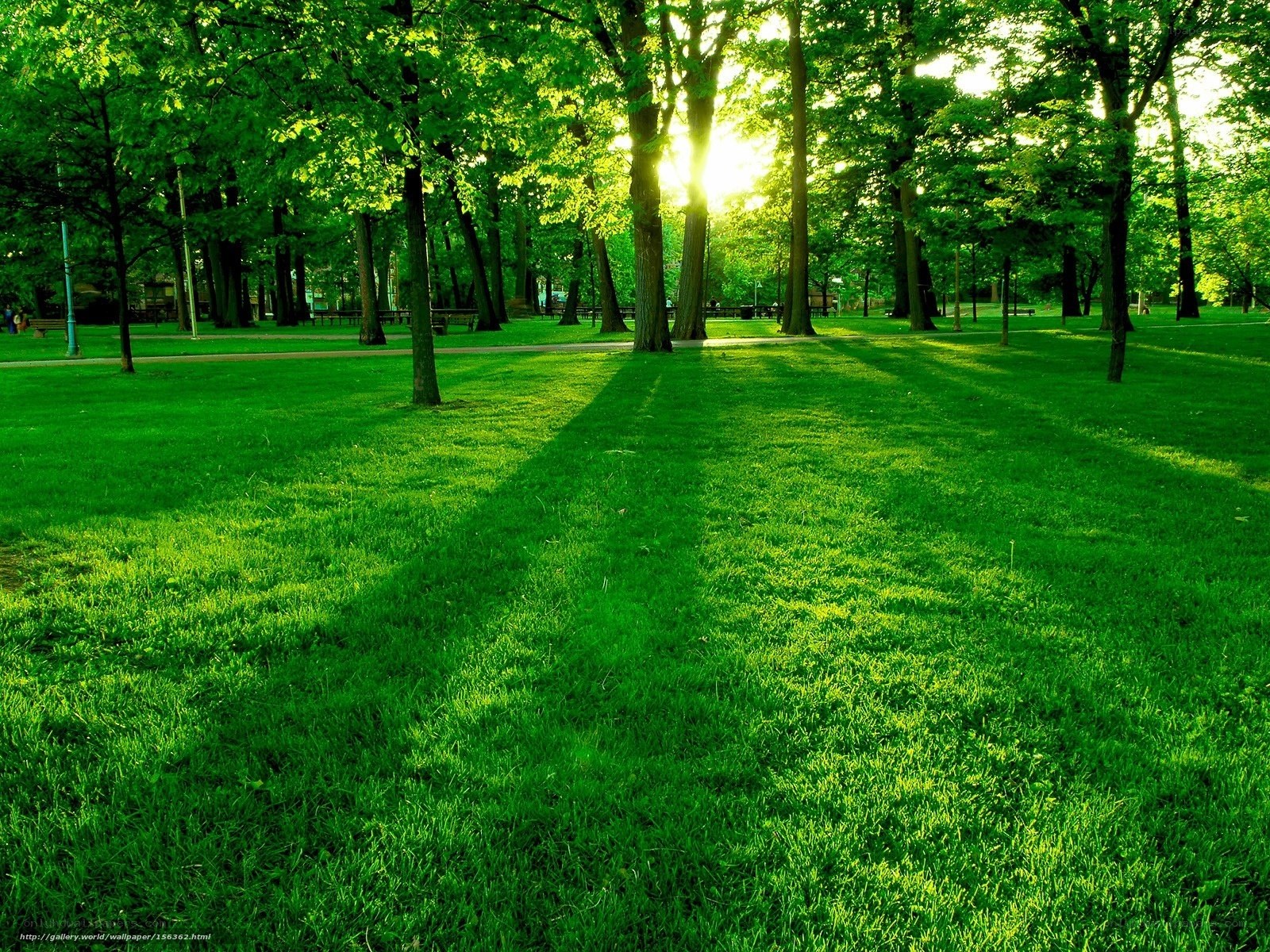 Sunlight through park trees