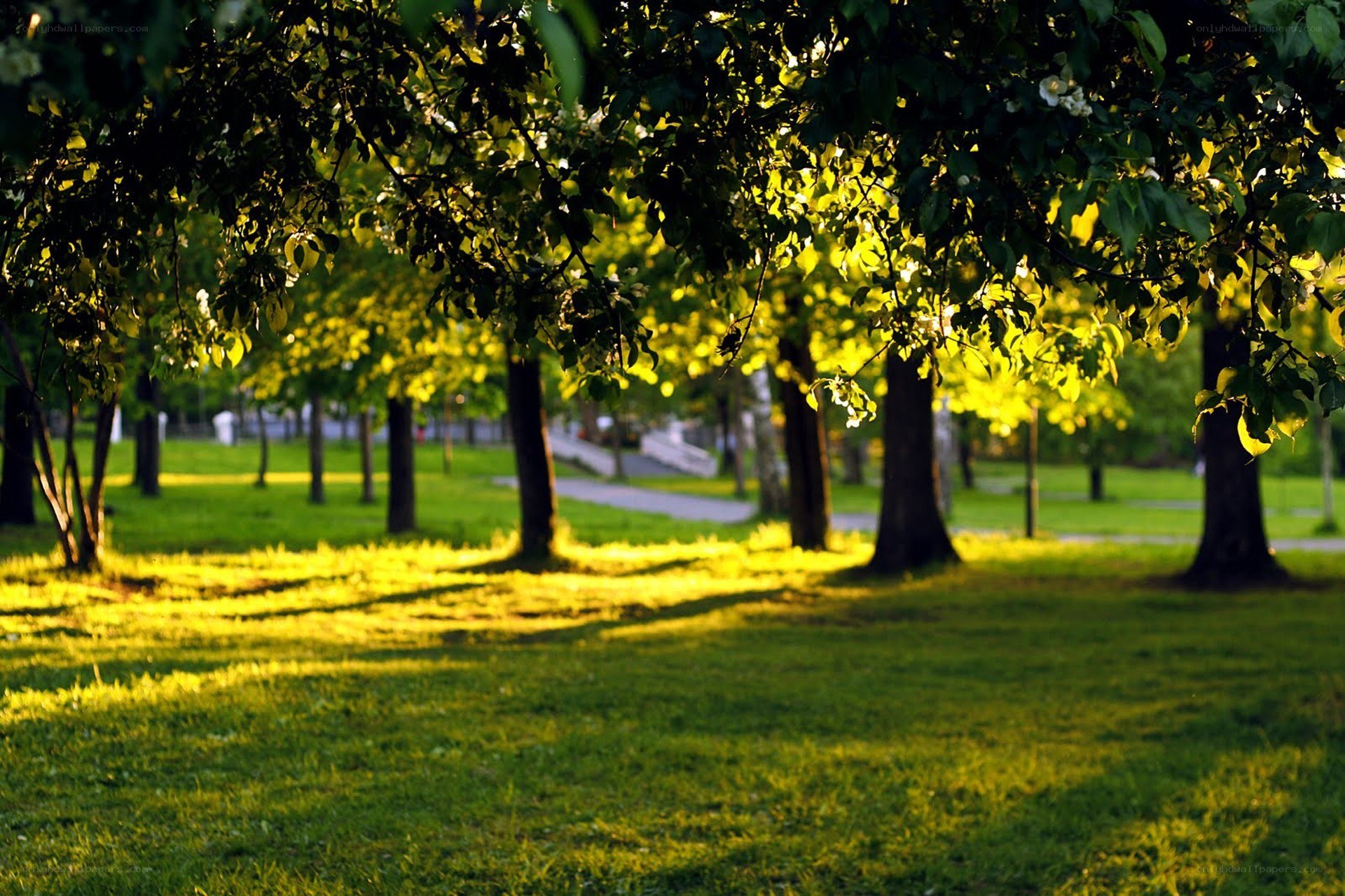 Sunlight through park trees