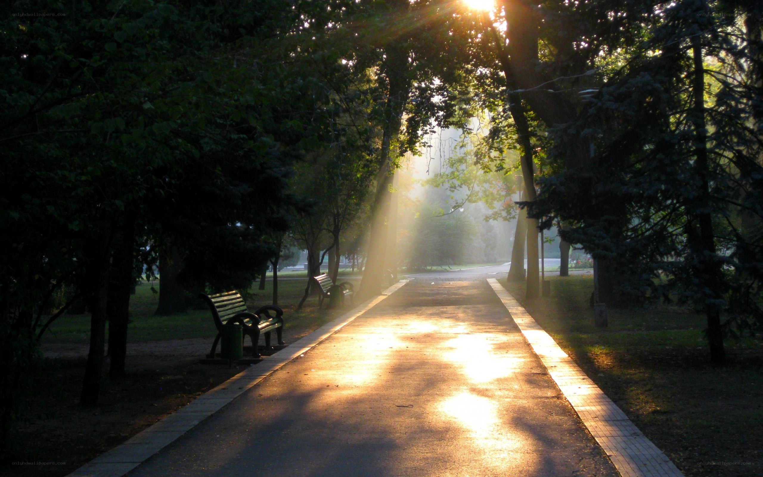 Sunlight through park trees