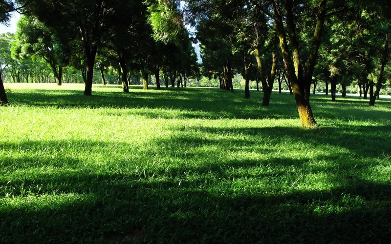 Sunlight through park trees