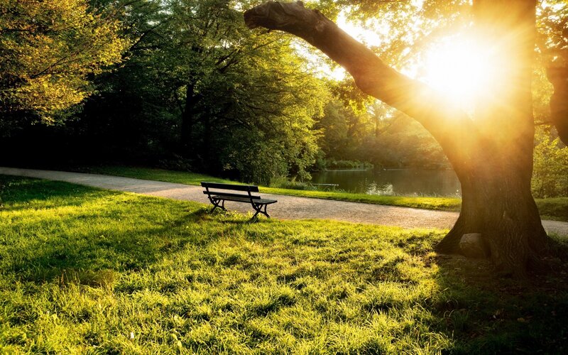 Sunlight through park trees