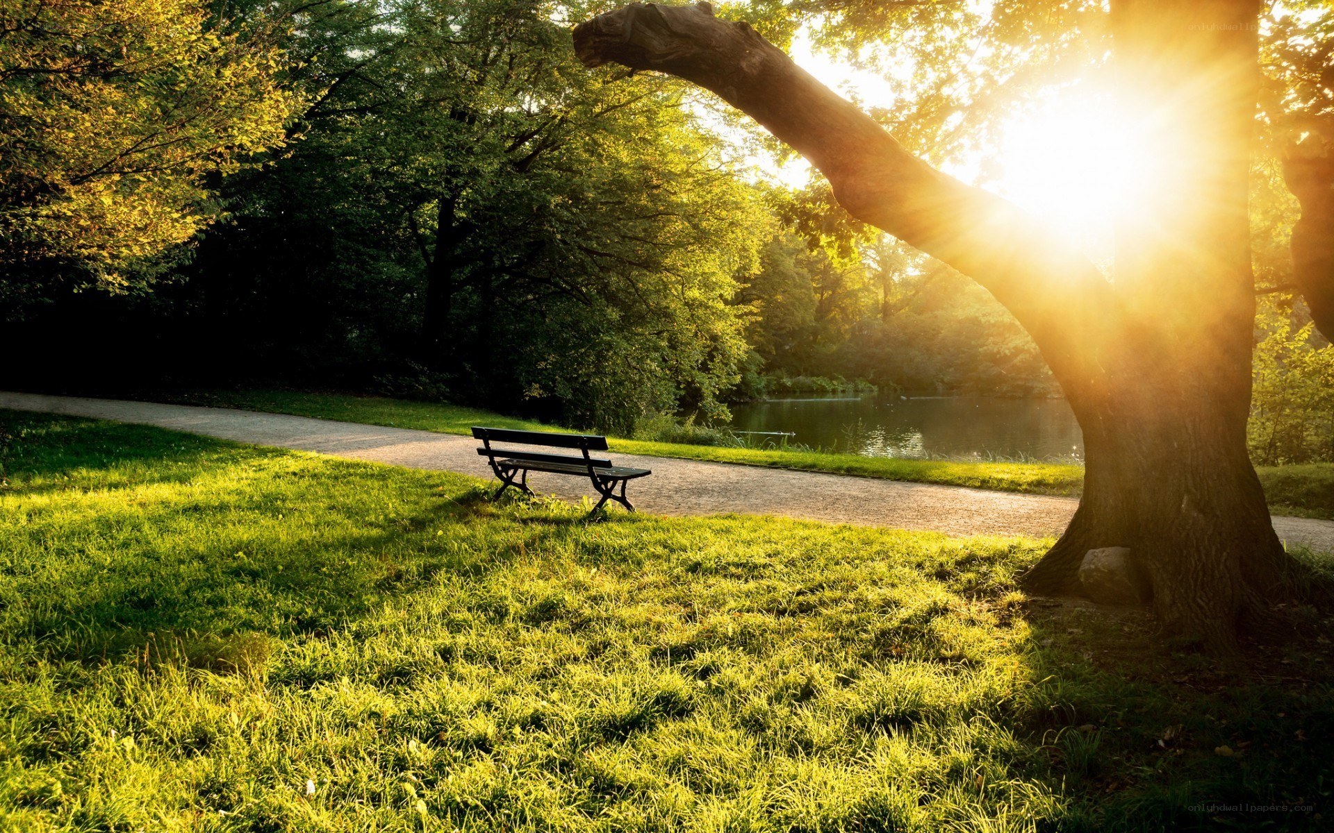 Sunlight through park trees
