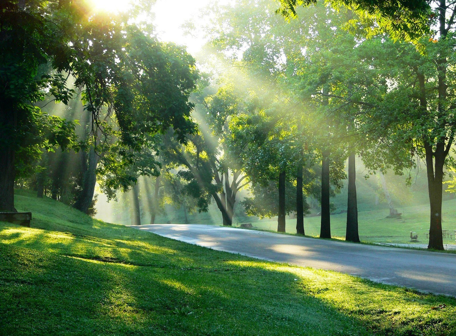 Sunlight through park trees