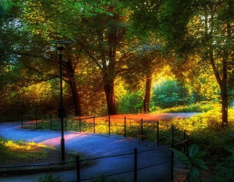 Sunlight through park trees