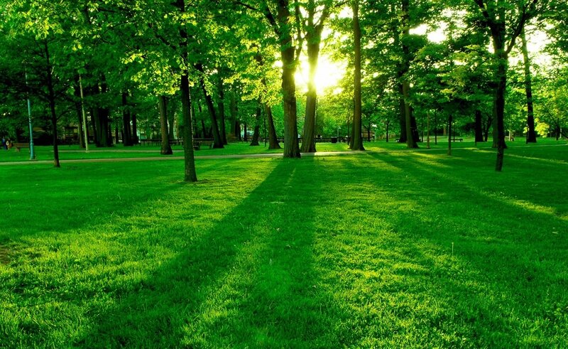 Sunlight through park trees