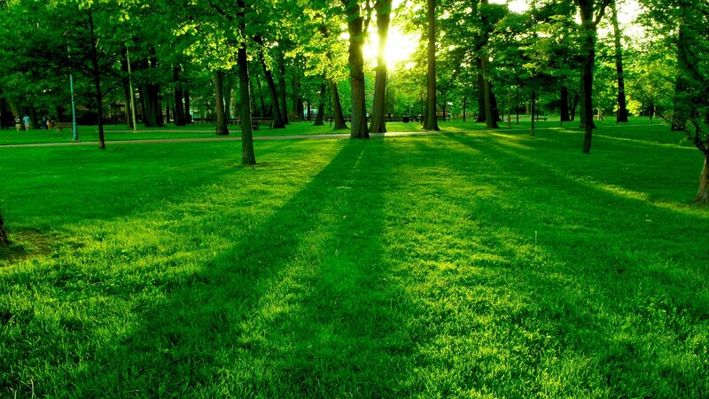 Sunlight through park trees