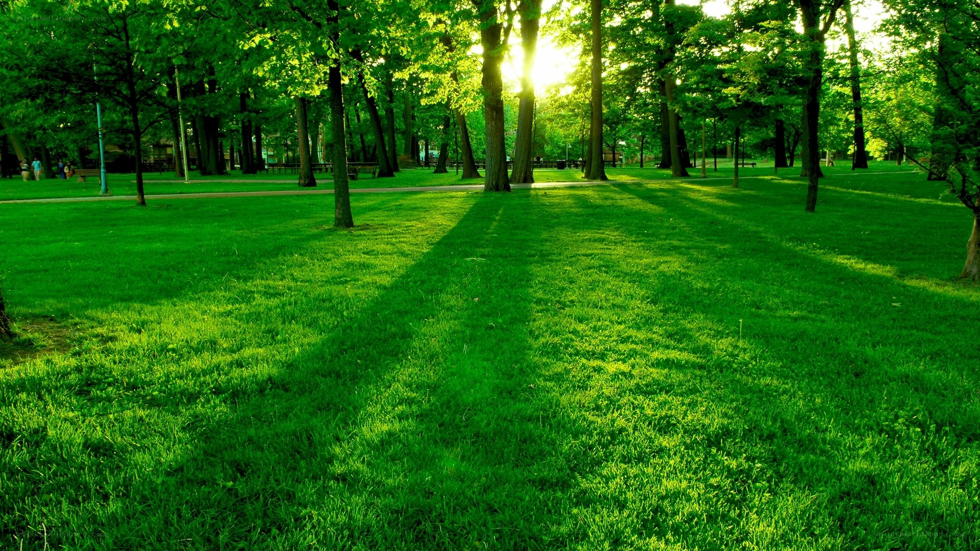 Sunlight through park trees