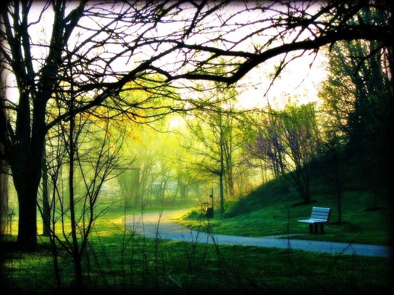 Sunlight through park trees