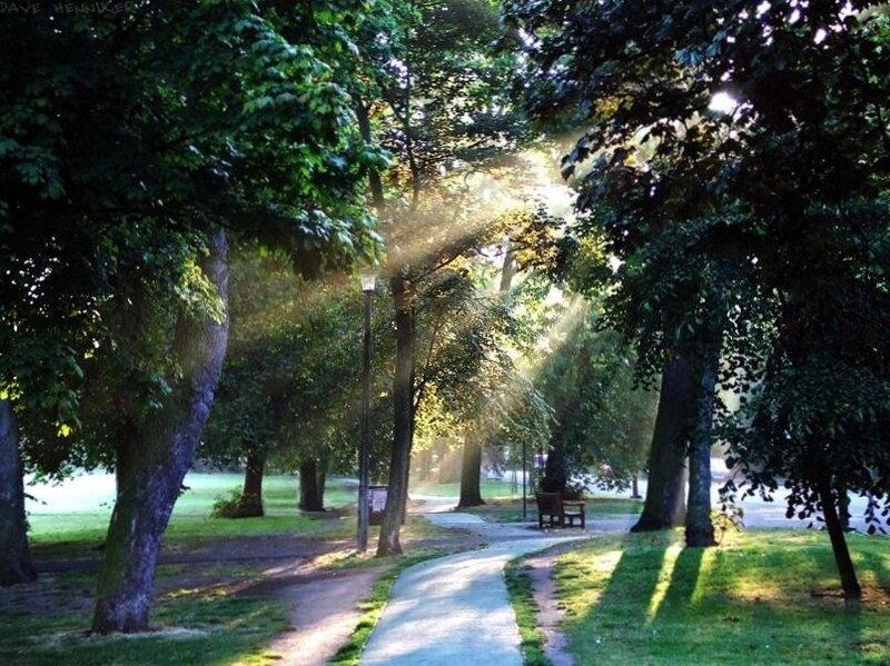 Sunlight through park trees