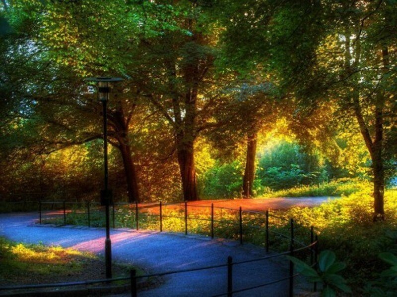 Sunlight through park trees
